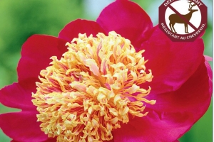 Peony 'Sword Dance' 